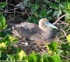 Galapagos-Tiere28.jpg